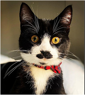 Retrato de um gato preto e branco com coleira vermelha, olhando diretamente para a câmera
